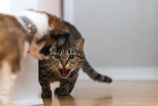 The Definitive Guide to Cat Behaviour and Body Language