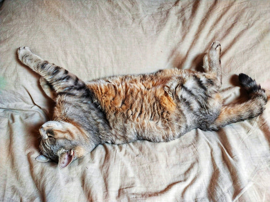where your cat sleeps on your bed