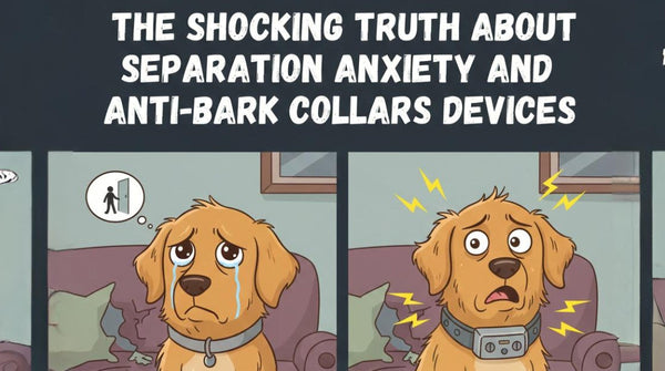 The Shocking Truth About Separation Anxiety and Anti-Bark Collars Devices