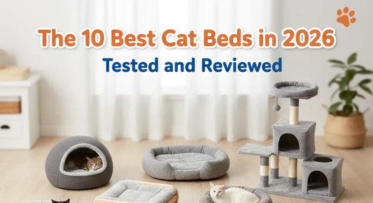 The 10 Best Cat Beds in 2026, Tested and Reviewed