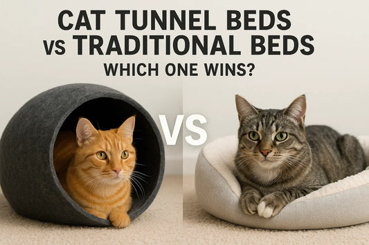Cat Tunnel Beds vs Traditional Beds | Which One Wins?