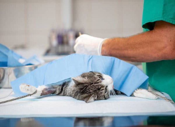 How much does it cost to spay a cat