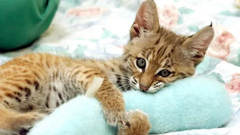 5 Best Cat Tunnel Beds for Small Apartments (2025 Review)